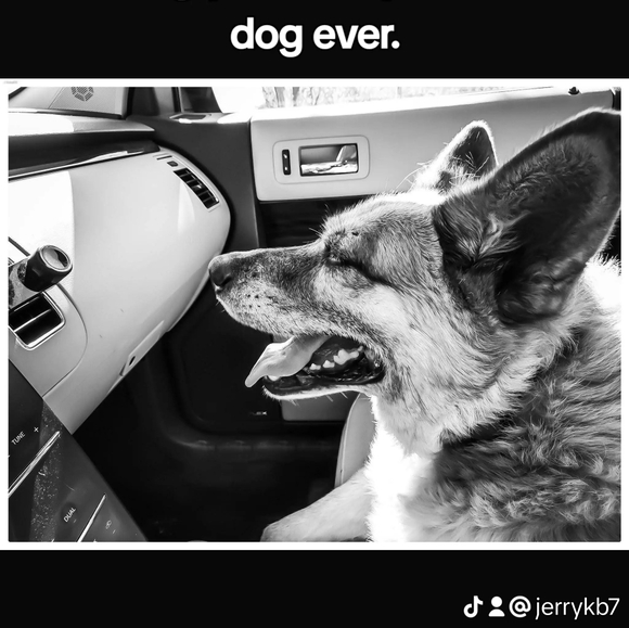 Meet your Posher, Jerry - Picture 12 of 17